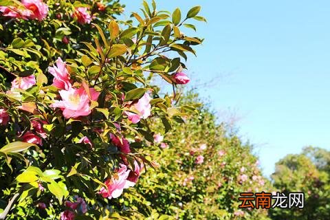 茶叶与茶花树的区别