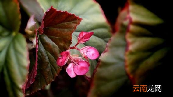 竹节海棠换盆后的养护