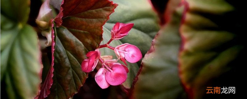 竹节海棠换盆后的养护