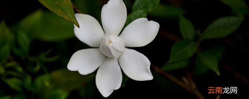 栀子花不发芽怎么办