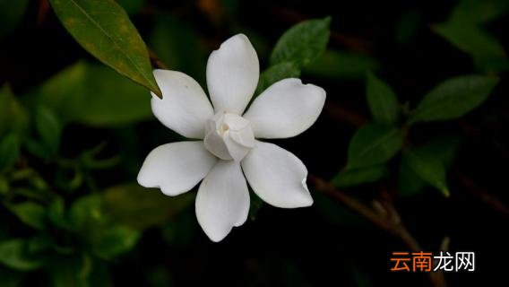 栀子花不发芽怎么办