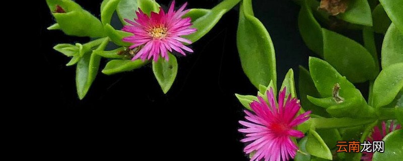 心叶日中花怎么不开花