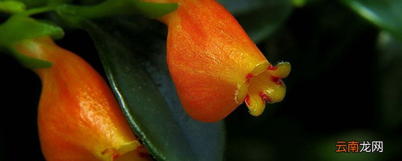 小金鱼花怎么养肯开花