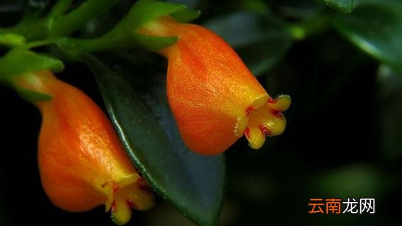 小金鱼花怎么养肯开花