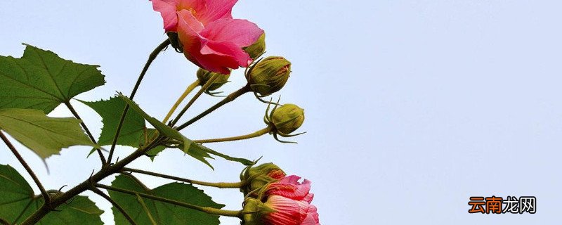 怎样给芙蓉花剪枝