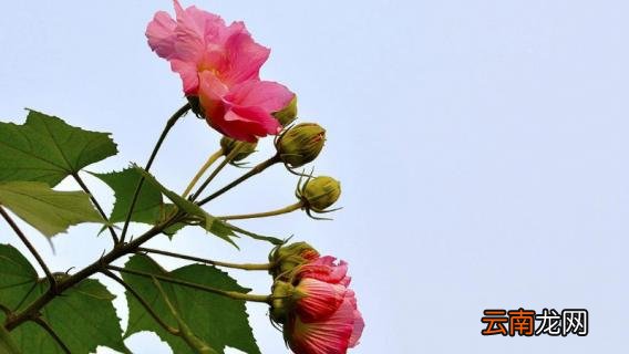 怎样给芙蓉花剪枝
