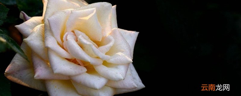 香水月季花语