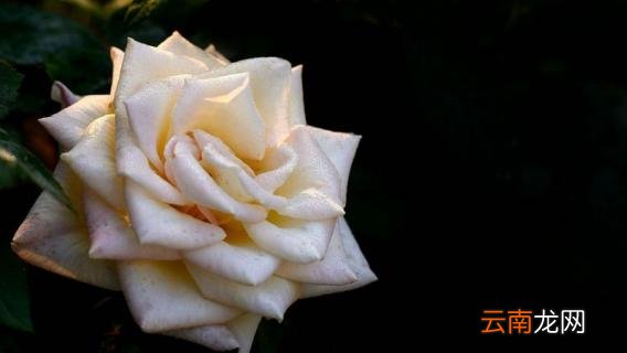 香水月季花语