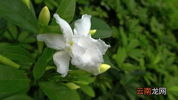 栀子花花期怎么浇水