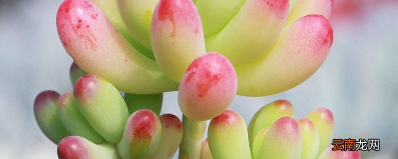 已经徒长的多肉怎么办