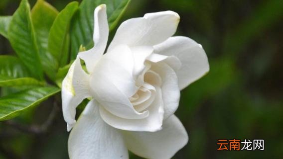 栀子花如何延长花期