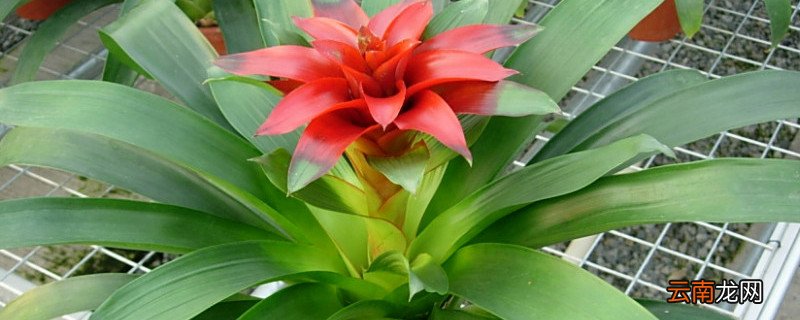 莺歌凤梨花开花后处理