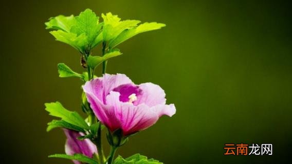 株瑾花怎么修剪
