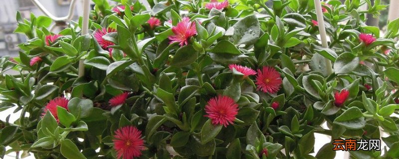 樱花吊兰怎么繁殖