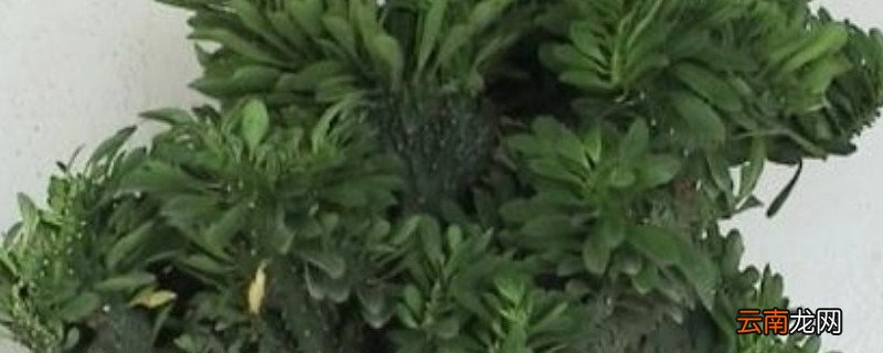 玉麒麟怎么浇水