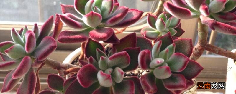 红兔耳和锦晃星的区别