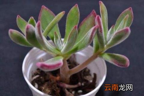 红兔耳和锦晃星的区别