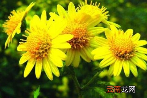 野菊花晾晒方法