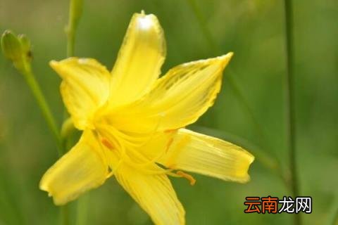 黄花萱草的种植方法