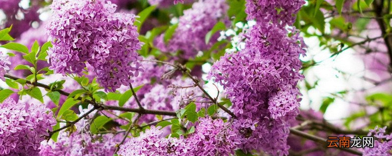 紫丁香花种植技术