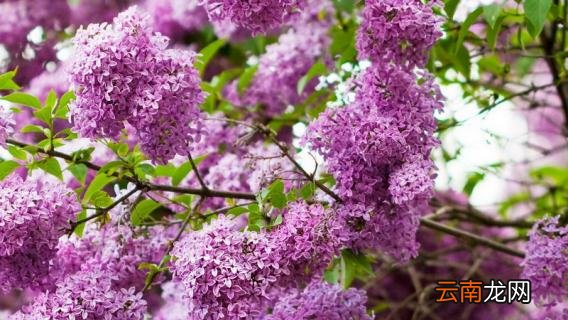 紫丁香花种植技术