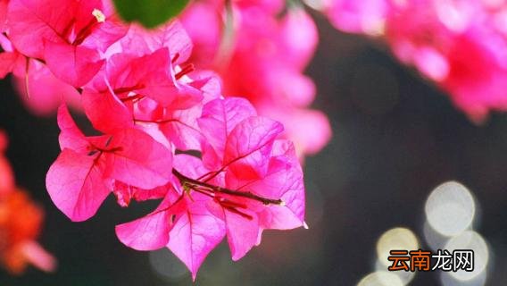 光叶子花怎么修剪