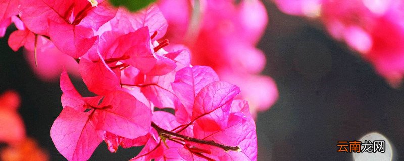 光叶子花怎么修剪