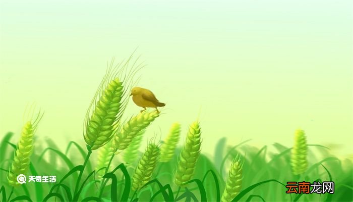 关于小满的人生哲理 关于小满的人生哲理是