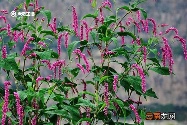 红蓼的功效与作用 红蓼的功效与作用有哪些