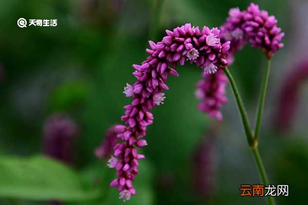 红蓼的功效与作用 红蓼的功效与作用有哪些