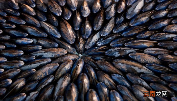 淡菜是什么 淡菜是啥