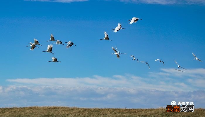 丹顶鹤的家乡在哪个省 丹顶鹤的家乡在哪个省份