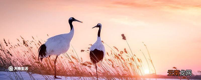 丹顶鹤的家乡在哪个省 丹顶鹤的家乡在哪个省份