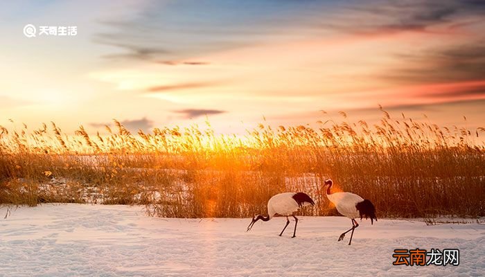 丹顶鹤的家乡在哪个省 丹顶鹤的家乡在哪个省份