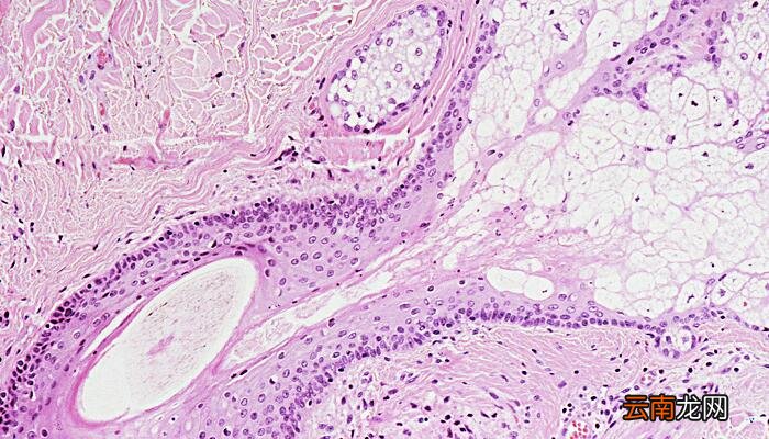 调节红细胞生成的主要体液因素是 调节红细胞生成的最主要体液因素是