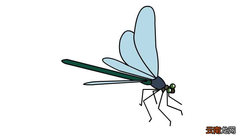 蜻蜓简笔画 蜻蜓的画法