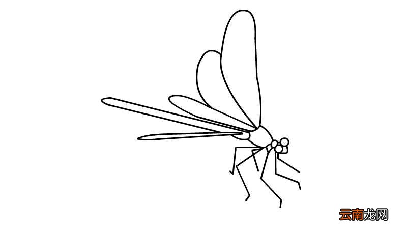 蜻蜓简笔画 蜻蜓的画法