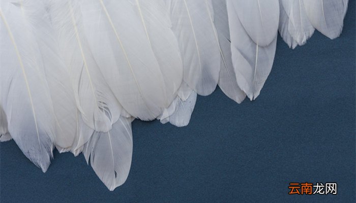 羽绒90.80.70绒的区别 羽绒90.80.70绒的区别是什么