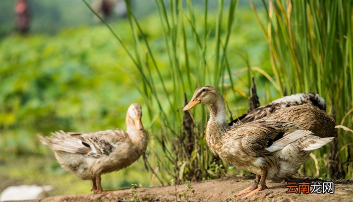 羽绒90.80.70绒的区别 羽绒90.80.70绒的区别是什么