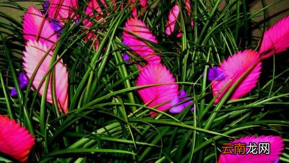 紫花凤梨怎样浇水