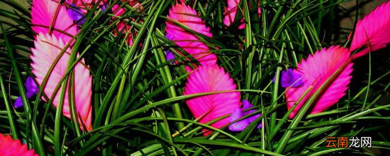 紫花凤梨怎样浇水