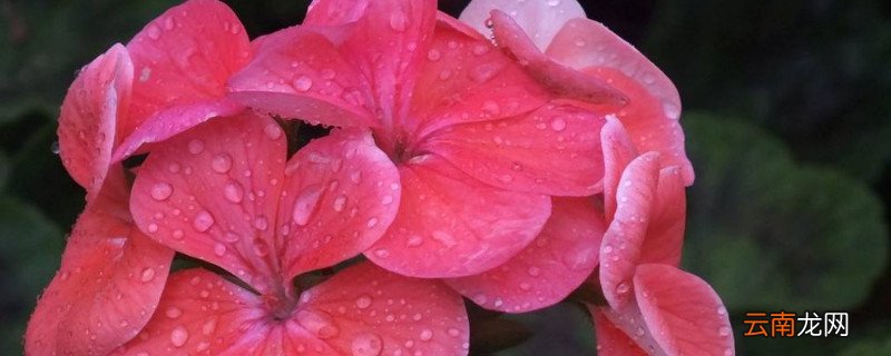 刚移栽的天竺怎么养