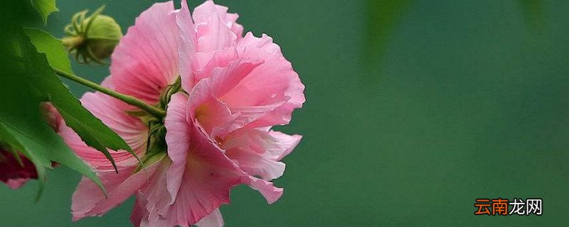 芙蓉花叶子怎么栽培