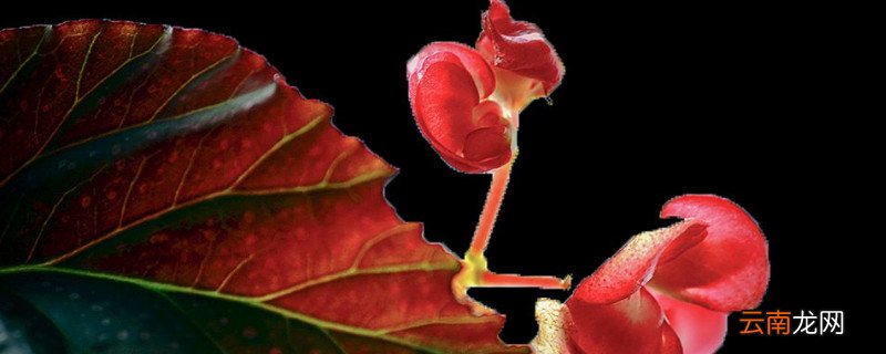 竹节海棠怎么摘心