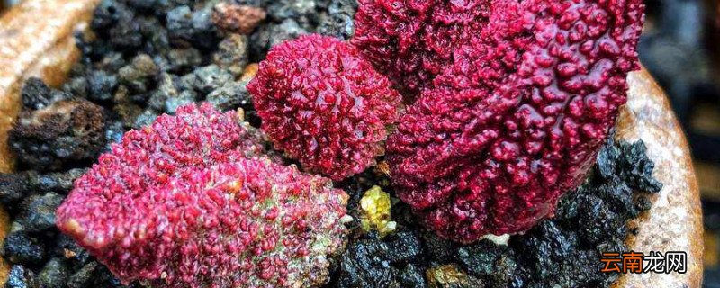 朱紫玉怎么浇水