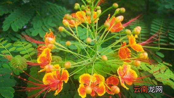 凤凰花的栽培方法