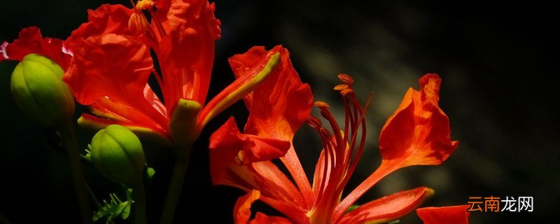 凤凰花的栽培方法