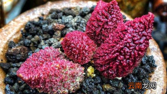 朱紫玉怎么浇水