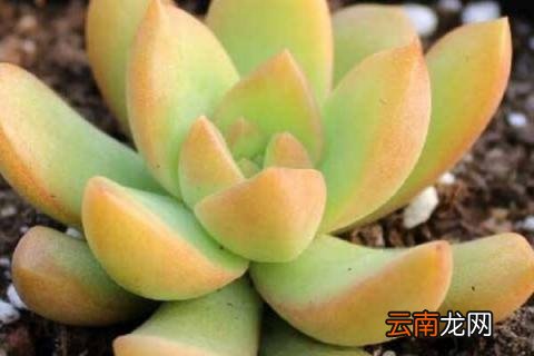 黄丽徒长了怎么变老桩