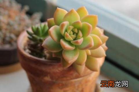 黄丽徒长了怎么变老桩